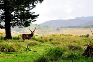 Horton-Plains-National-Park