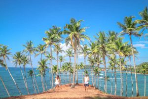 Palm-tree-grove-Mirissa