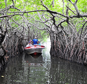 BOAT SAFARI