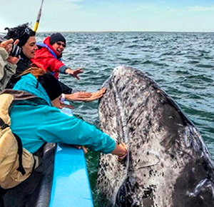 WHALES WATCHING