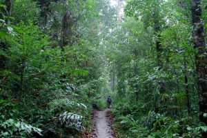 sinharaja-rain-forest-in-sri-lanka