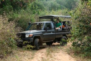 wilpattu-safari-camp