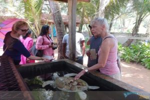 kosgoda-turtle-hatchery