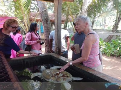 kosgoda-turtle-hatchery